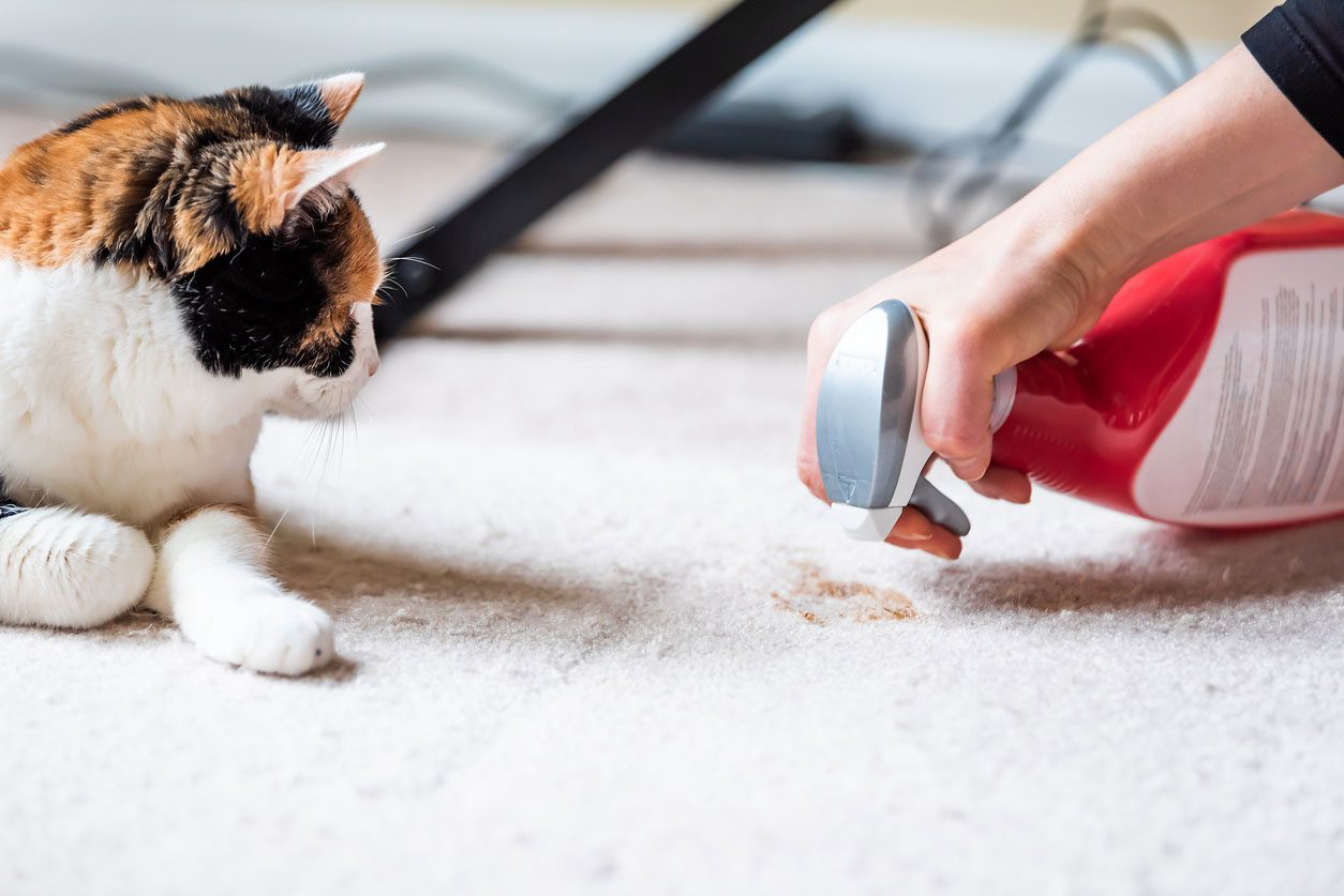 Quality Carpet Restoration