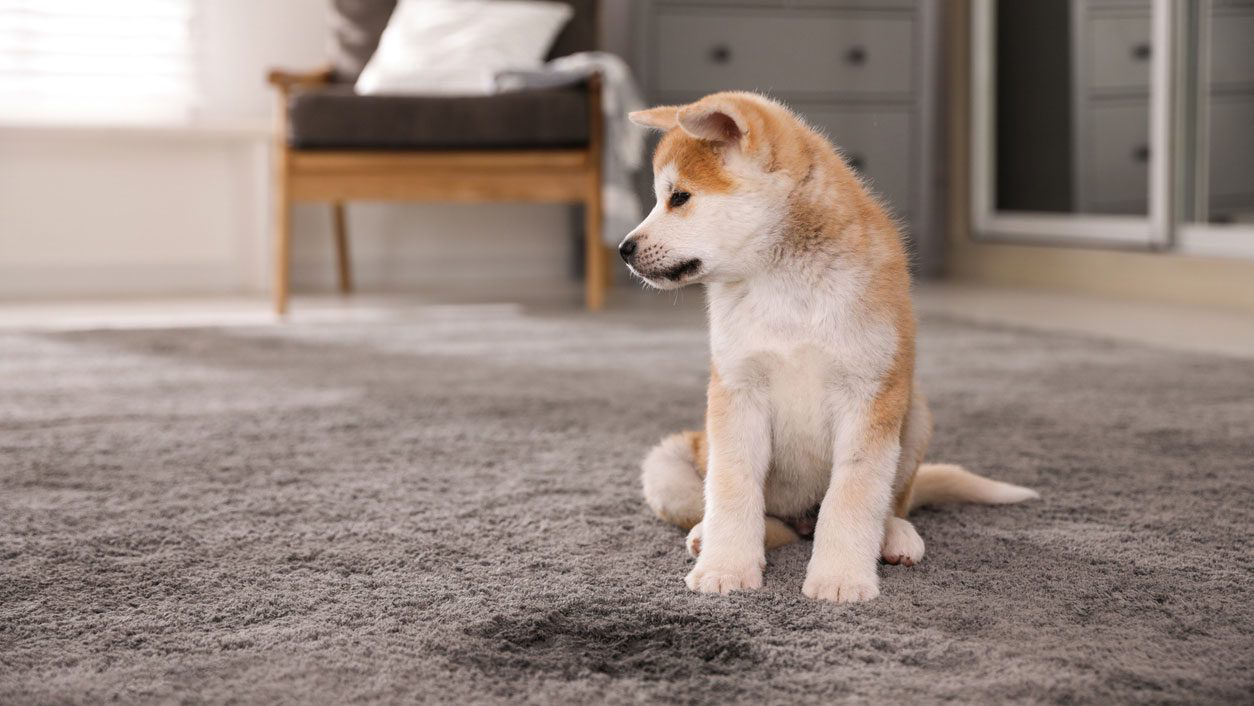 Quality Carpet Restoration